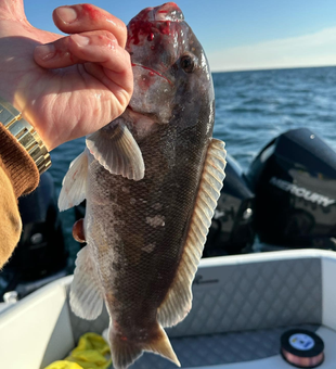 Tautog Fishing Game In New Jersey 